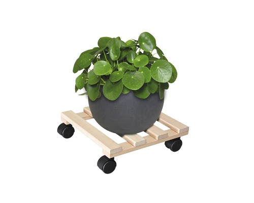 Kamerplant in een pot op een plantenroller