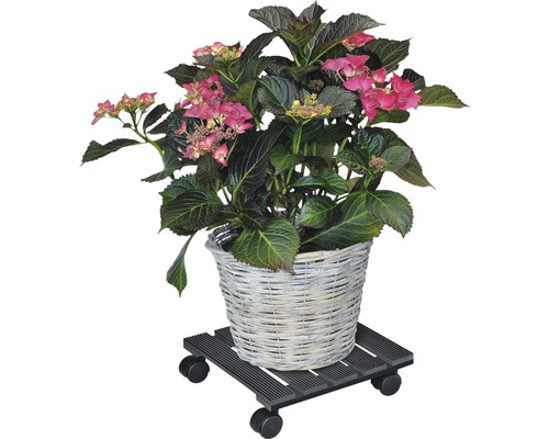 Hydrangea in mand op plantenroller