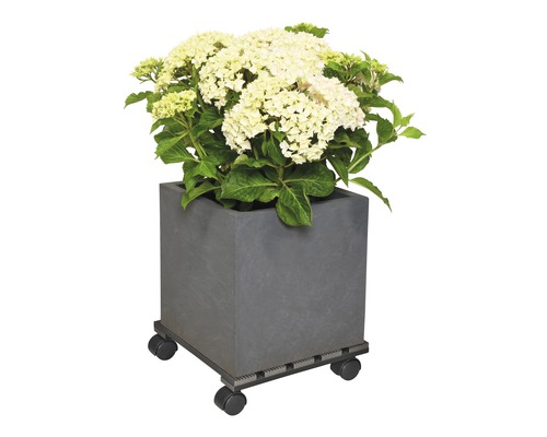 Vierkante plantenbak met bloeiende plant op plantenroller