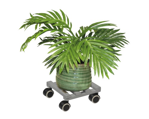 Kamerplant in een pot op een plantenroller