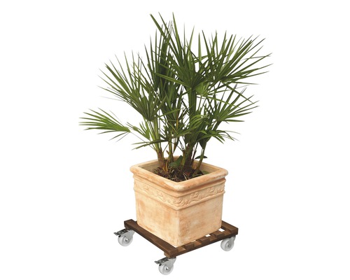 Planten in een pot op een plantenroller