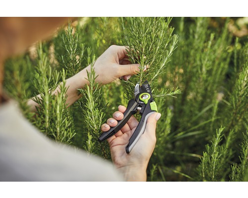Tuinschaar in gebruik bij het snoeien van rozemarijn