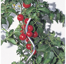 Tomatenspiraal 180 cm