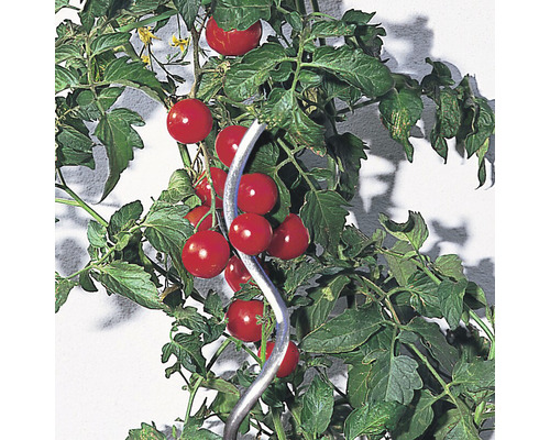 Tomatenplant met tomaten aan een klimhulp