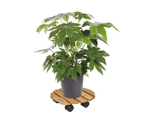 Kamerplant Aralia in een pot op een houten plantenroller