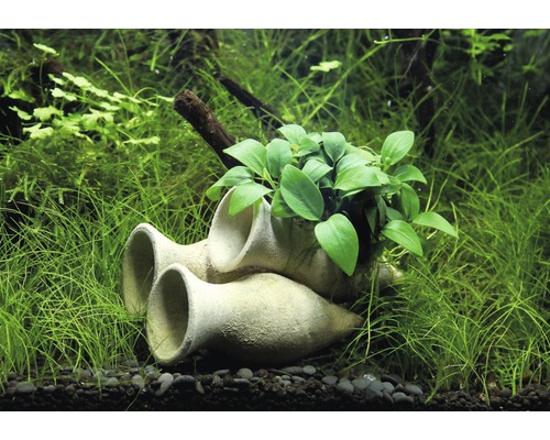 Aquariumdecoratie met amforen en groene waterplanten
