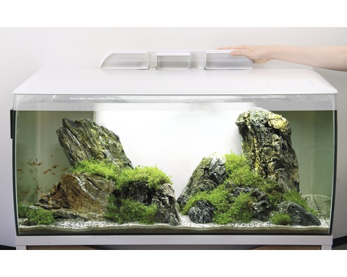 Aquarium ingericht met stenen en planten