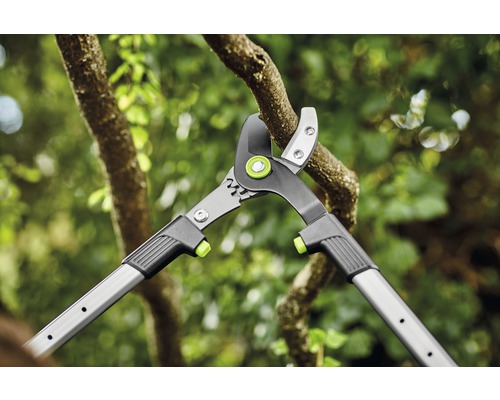 Takkenschaar in gebruik voor het snoeien van een tak