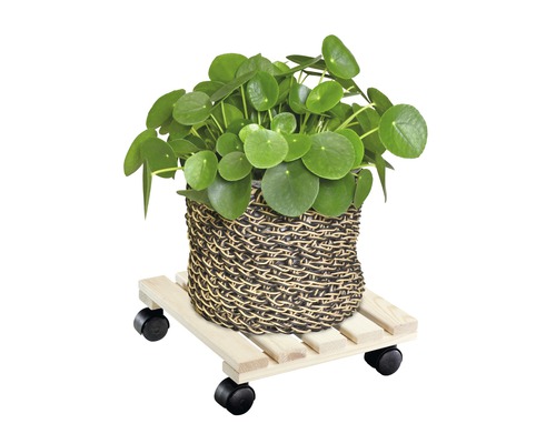Pilea in mand op plantenroller van hout