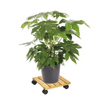 Kamerplant in een pot op een plantenroller.