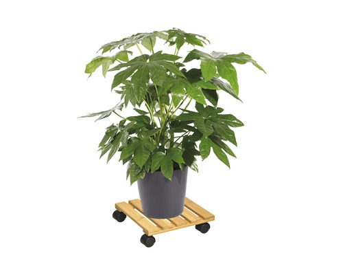 Kamerplant in een pot op een plantenroller.