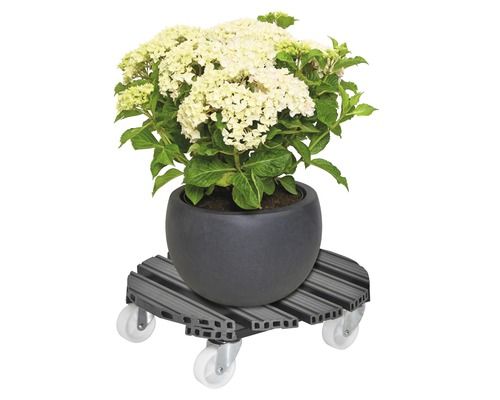 Hortensia in een pot op een plantenroller met wielen