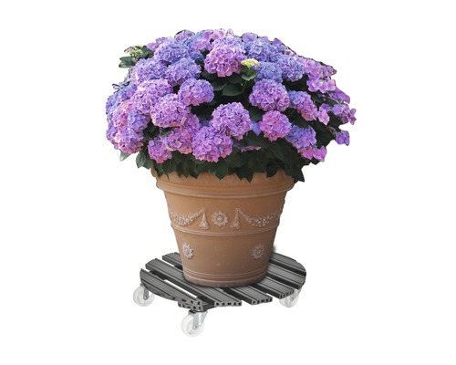 Hortensia in een pot op een plantenroller