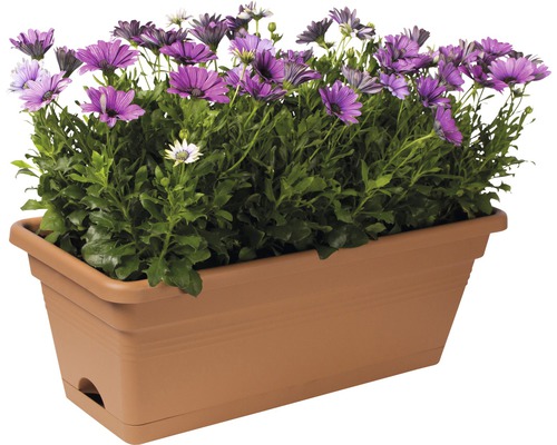 Bloembak met paarse madeliefjes