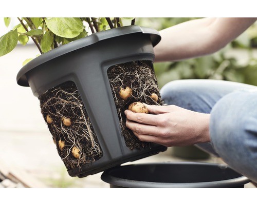 Persoon houdt een zwarte plantenpot vast met aardappelen en plantenwortels