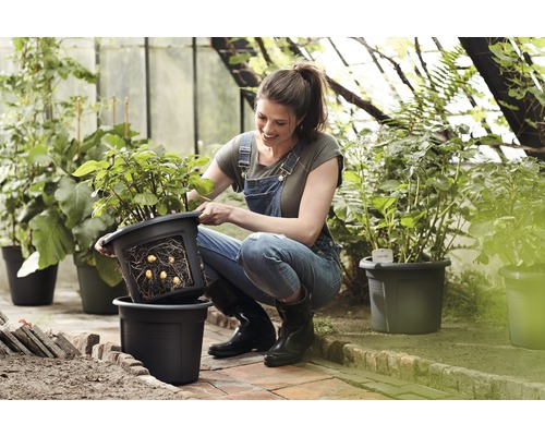 Vrouw met pootaardappelen in een plantenbak in een kas