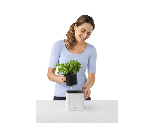Vrouw plant basilicum in een Lechuza bloempot met irrigatiesysteem