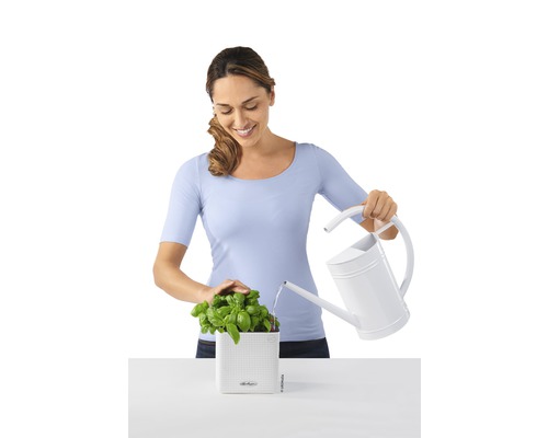 Vrouw geeft basilicum in een plantenbak water met een gieter