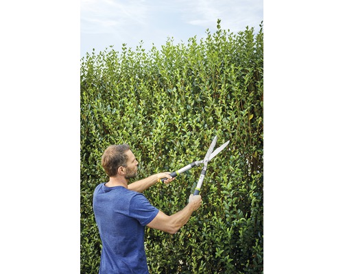 Man snoeit haag met heggenschaar