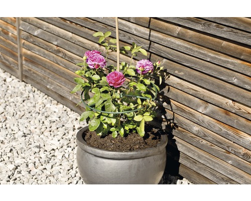 Roos in een pot met klimrek voor een houten wand