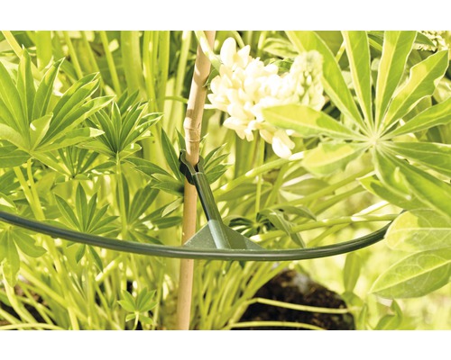 Plantensteun in gebruik om een plant te stabiliseren