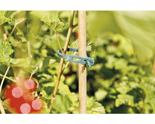 Plantenbinder om een plant aan een houten stok te bevestigen