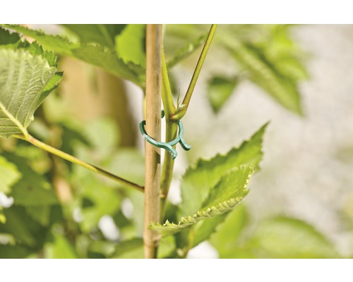 Close-up van een takkenbinder aan een plantensteun