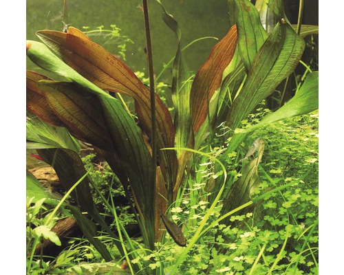 Aquariumplant met lange bladeren in aquarium