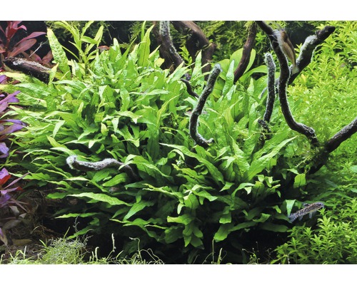 Weelderige aquariumplanten met groene bladeren en delicate wortels