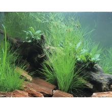 DENNERLE Naaldgras - Eleocharis Vivipara