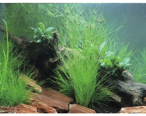 Aquarium met waterplanten, wortelhout en stenen
