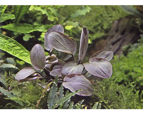 Aquariumplant met ovale bladeren