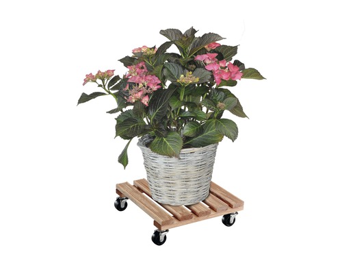 Hortensia in mand op plantenroller