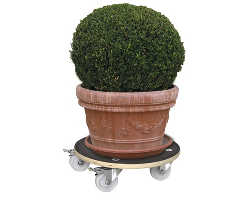 Plantenroller met plant in pot