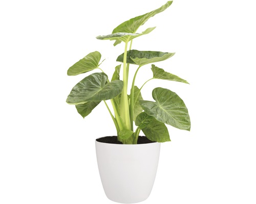 Alocasia kamerplant in pot