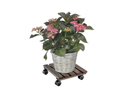 Hortensia in een mand op een plantenroller