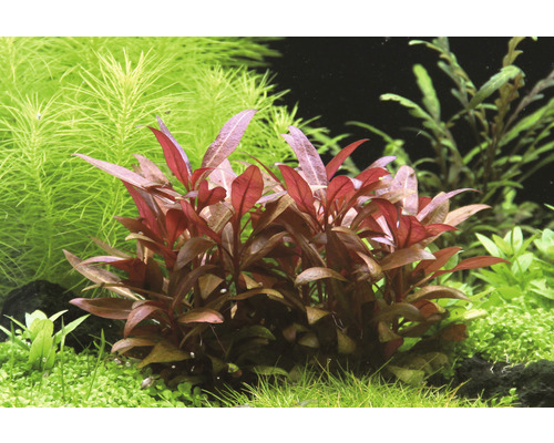 Aquariumplantenarrangement in water