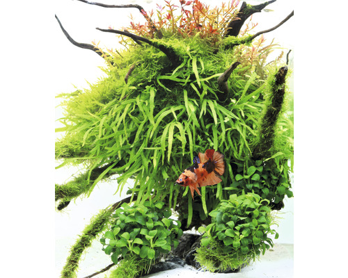 Aquarium met waterplanten en siervis