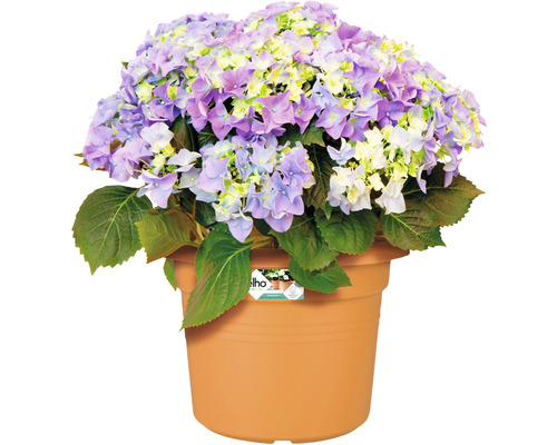 Hortensia in pot met paarse en witte bloemen