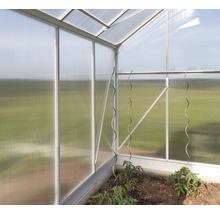 Binnenaanzicht van een kas met plantensteunen en jonge tomatenplanten.
