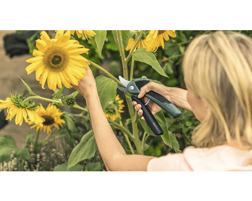 Vrouw snoeit zonnebloem met een Bosch-tuinschaar