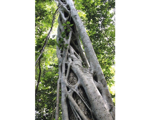 Boomstam met boomwortels in het bos