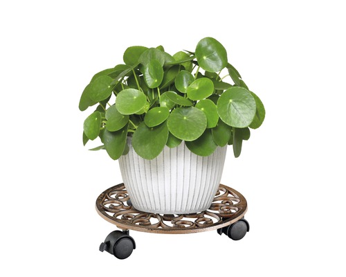 Chinese geldplant in een bloempot op een plantenroller