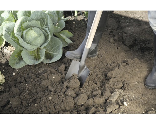 Tuinieren met een spade naast een koolplant