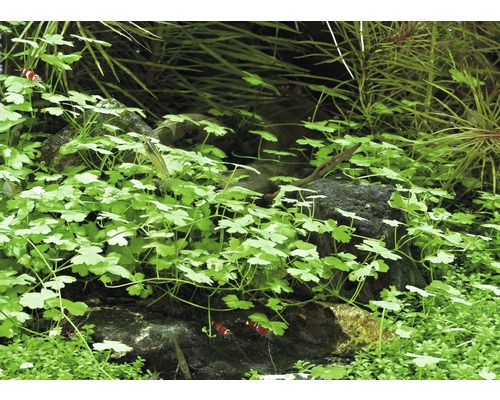 Aquarium met waterplanten en dwerggarnalen