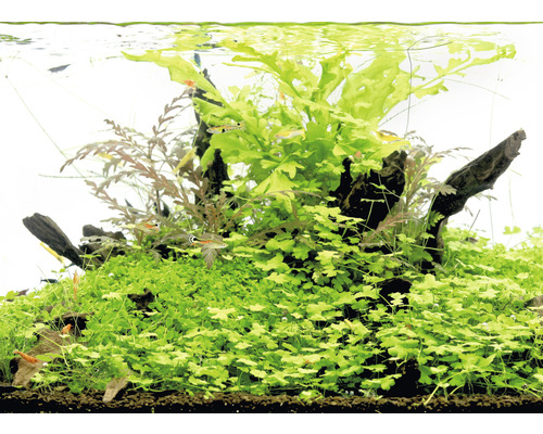 Aquarium met waterplanten, wortelhout en vissen