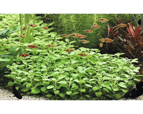 Aquariumplanten en vissen in een zoetwateraquarium