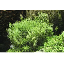 Aquariumplanten met fijne bladeren in het aquarium