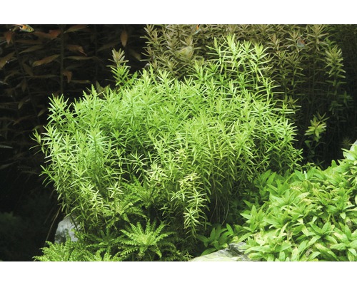 Aquariumplanten met fijne bladeren in het aquarium