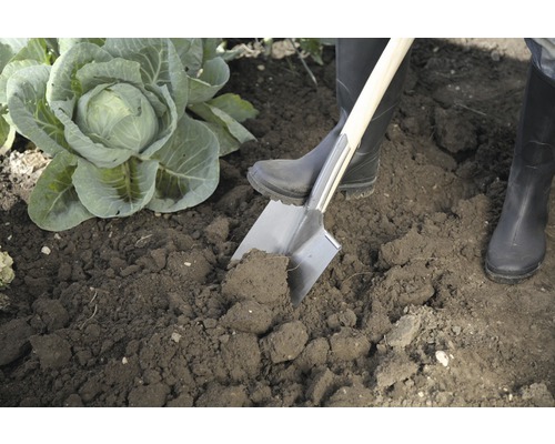 Persoon in de tuin met spade en kool